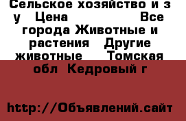 Сельское хозяйство и з/у › Цена ­ 2 500 000 - Все города Животные и растения » Другие животные   . Томская обл.,Кедровый г.